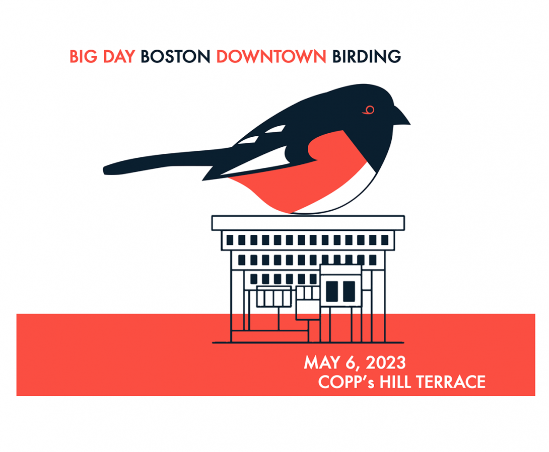 Big Day Boston downtown birding